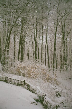 Nestled in the forest, miles away from anyone else.