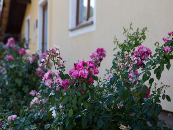 Trädgård
