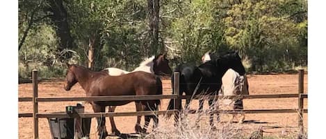 The horses here are very sweet and love company.