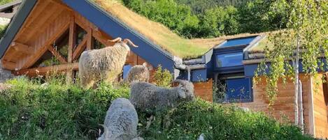 Terrenos do alojamento