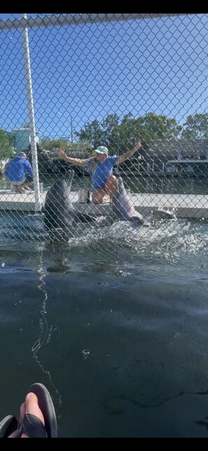 Dolphins in canal.  Watch https://youtube.com/shorts/yrwJlZt9zWs?feature=share