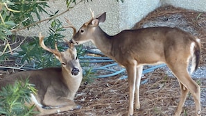 Friendly Fripp Island deer resting next door