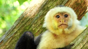 Chosa Royale Capuchin Monkey