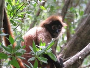 Chosa Royale Spider Monkey