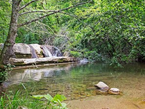 Wasser, Pflanze, Pflanzengemeinschaft, Natürliche Landschaft, Frühling, Baum, Gewässer, Terrestrische Plant, Wasserlauf