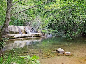Wasser, Pflanze, Pflanzengemeinschaft, Natürliche Landschaft, Frühling, Baum, Gewässer, Terrestrische Plant, Wasserlauf