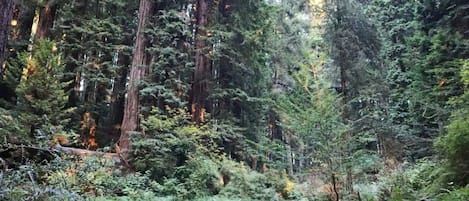 Sequoia Redwood Park is three blocks from your front door.