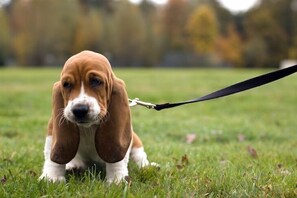 Pet-friendly