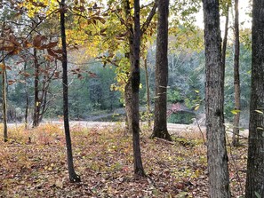 Views through woods 