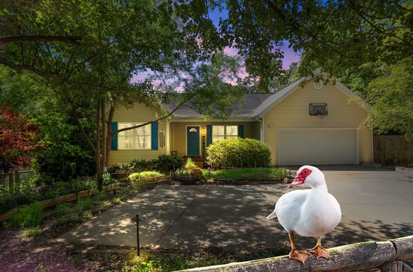 See a happy flock of Muscovy ducks in their pond right near your parking space.