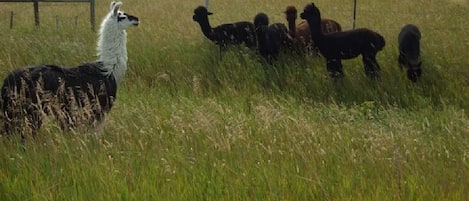 Alpacas and Mountain Views... Does it get any better?