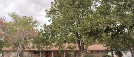 Spacious house with a large yard with lillies, pecan trees and a pear tree