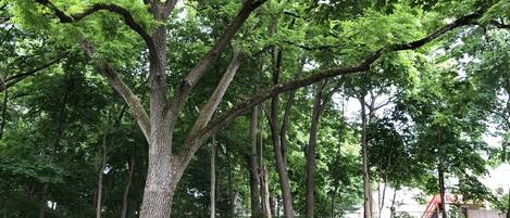 The black walnut tree in the center of the backyard is about 150 years old.