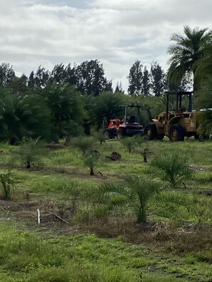 Working Tree- Farm, FUN!
