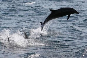 Dolphin cruises for all to enjoy