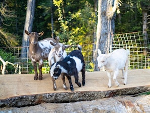 Visit our mini-farm with Dwarf Nigerian Goats, chickens, and pigs.