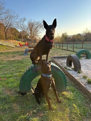 Someone figured out what to do with the tires! Pawsome!