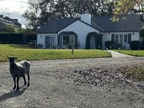 "Smokey" free ranging in front of house