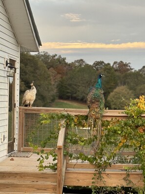 If you love animals, this is the place to stay!