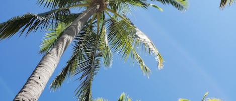The spectacular palms around the beautiful Atlantis pools