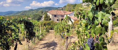 The country house in the vineyards