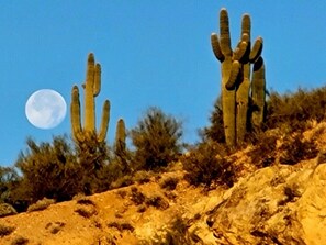 Full moon view, picture taken from back yard.