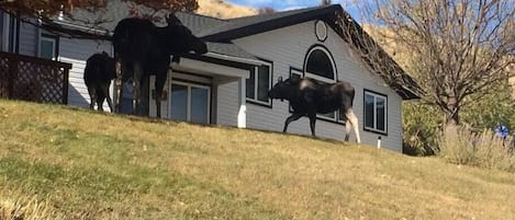 Moose in Yard