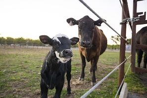 You never know what you'll find on this working ranch!