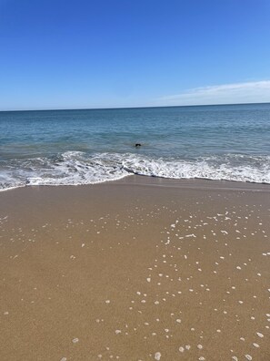 Pet friendly beach and parts of beach not for dogs.