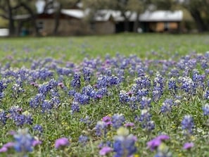 Bluebonnet Season