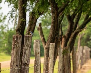 Terrenos do alojamento