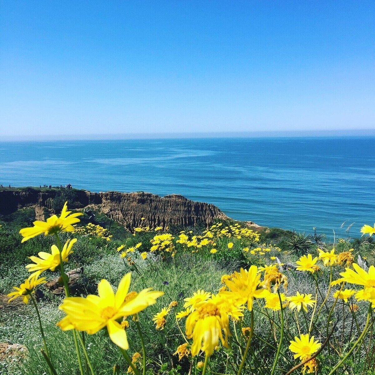 Del Mar Luxury Ocean View Condo -Steps to Torrey Pines State Beach –