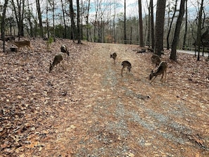 Deer visitors that usually show up daily