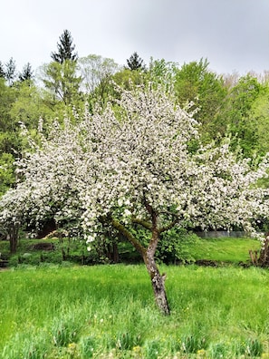 Apfelbaum