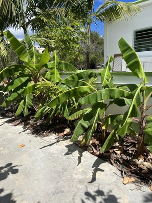 Banana trees 