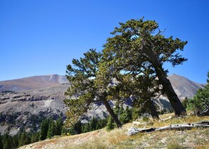 hike Pennsylvania mountain to see 1,000+ year old Bristlecone pine trees