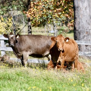 Neighbouring farm animals