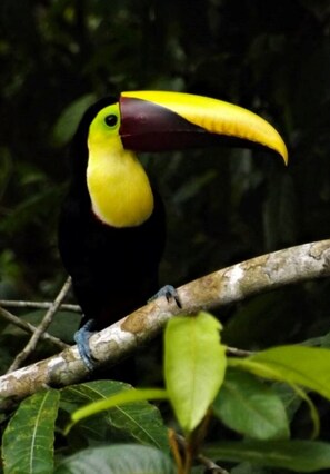 A chestnut mandibled toucan photographed on the property.