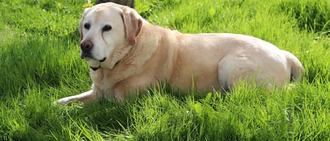 Unser ehemaliger Labrador Sam