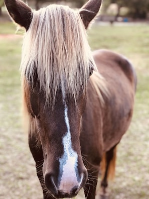 Dancer is the smallest Horse in our Herd, but she has a big heart