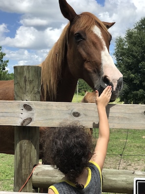 Penny is one of our Retired Mares. 