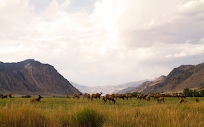 Elk herd grazing across the fence. Ideal location: less traffic = more wildlife!