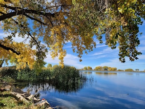 Romantic lake views perfect for photos, picnics, hammocking, and nature lovers. Bird watchers can observe Bald Eagles, Sparrows, Robins, Yellow Warblers, European Starling, Yellow Warbler, Red & Yellow-headed Blackbirds, Mockingbirds, Orioles, and more. 