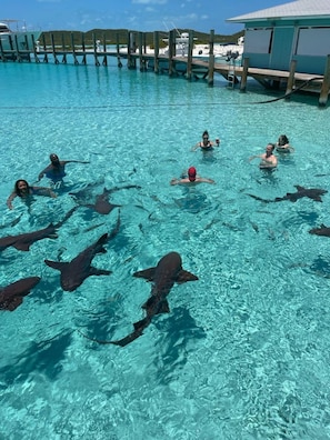 Swimming with the Sharks 