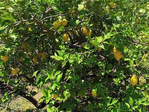 Garden Lemon tree 