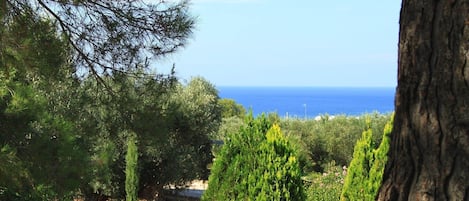 Sea view from Sydney garden
Vista mare dal giardino di Sydney 