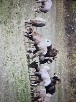 These guys love my property and bed down frequently- herd of around 50! Amazing-