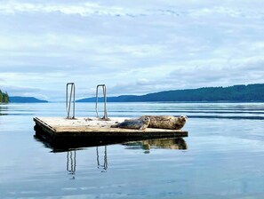Enjoy your morning coffee while watching playful seals visit the dock almost every day! These curious visitors make for a magical waterfront experience, adding to the charm of your Hood Canal getaway.