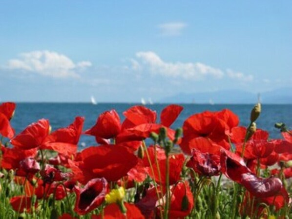 Mohn und Meer/poppies and the sea/papavero e mare