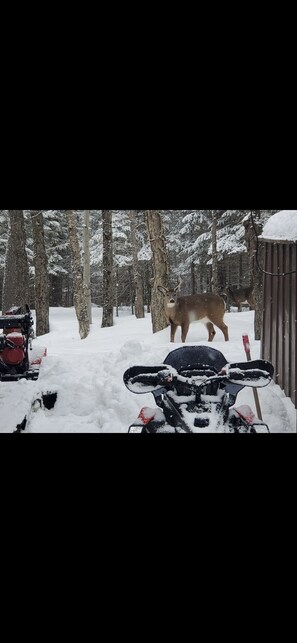 Nice buck at the back of driveway, greeting us after a great day snowmobiling 